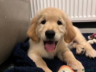 Golden Retriever dogs Golden retriever puppies - Advert 1