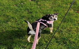 Mixed Breed dogs for sale: Stu 3/4 Chihuahua x Italian greyhound puppies - Advert 5