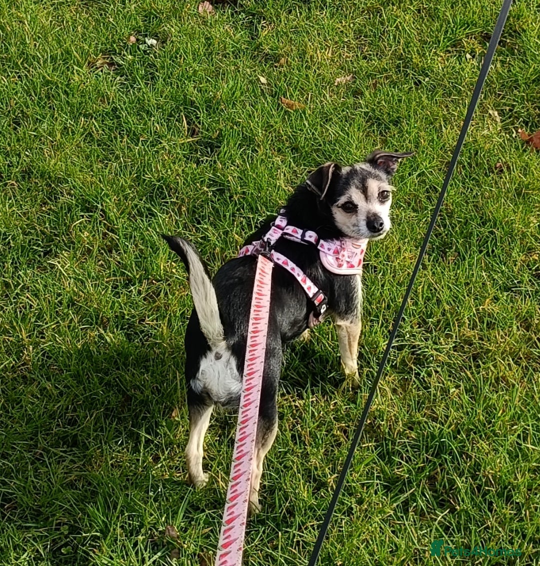 Mixed Breed dogs for sale: Stu 3/4 Chihuahua x Italian greyhound puppies - Advert 5