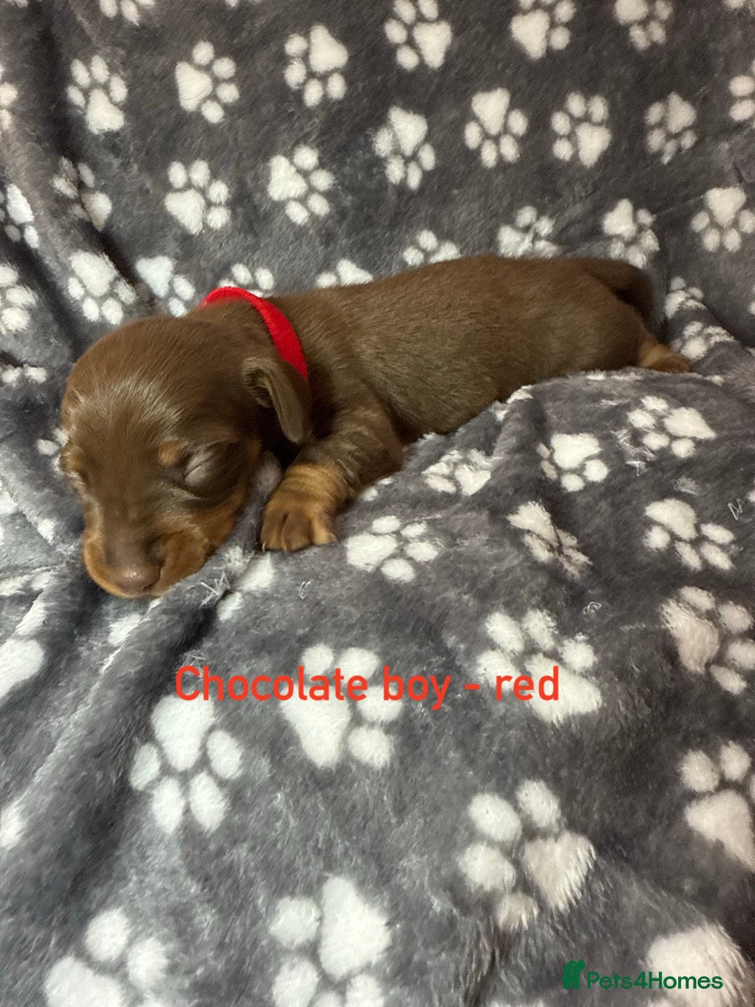 Miniature Dachshund dogs for sale: 7 beautiful miniature dachshund puppies for sale - Image 6