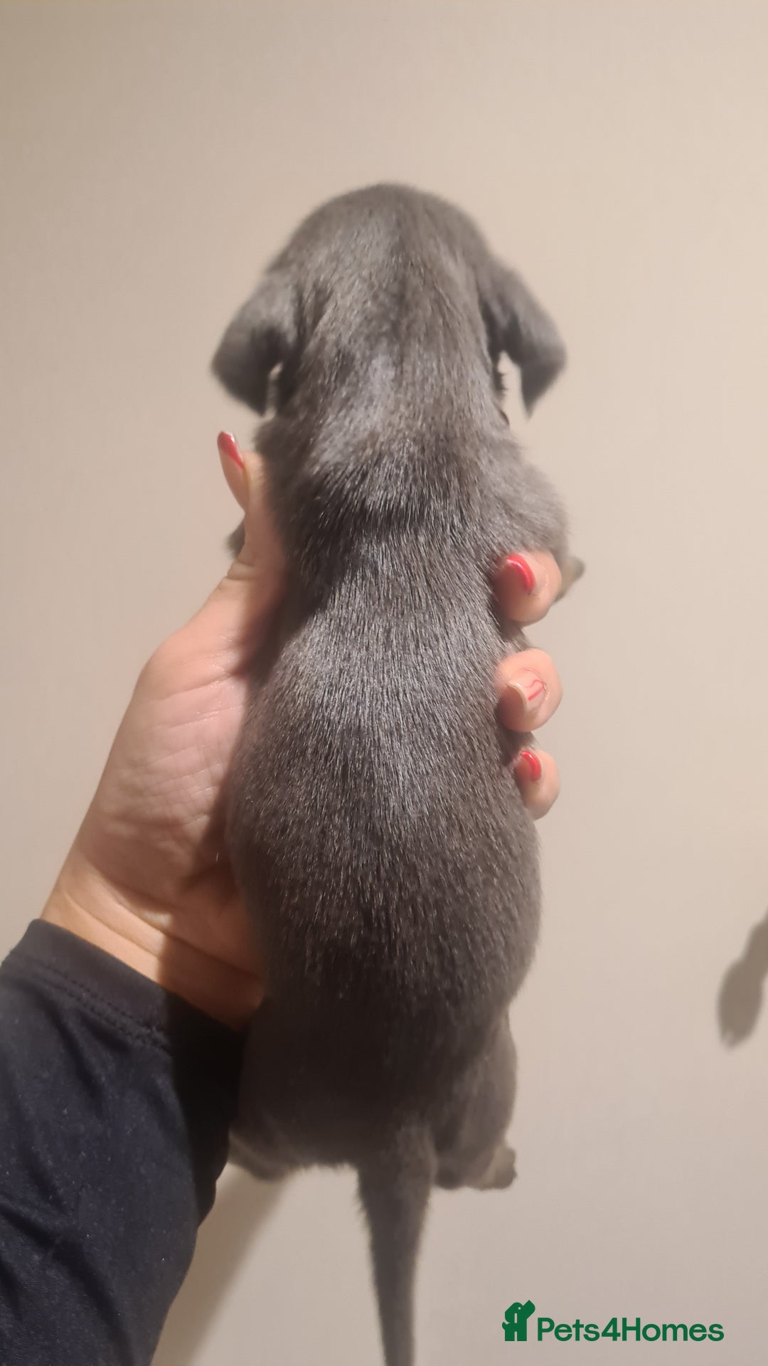 Miniature Dachshund dogs for sale: Beautiful bundle of boy mini daxies  - Advert 8