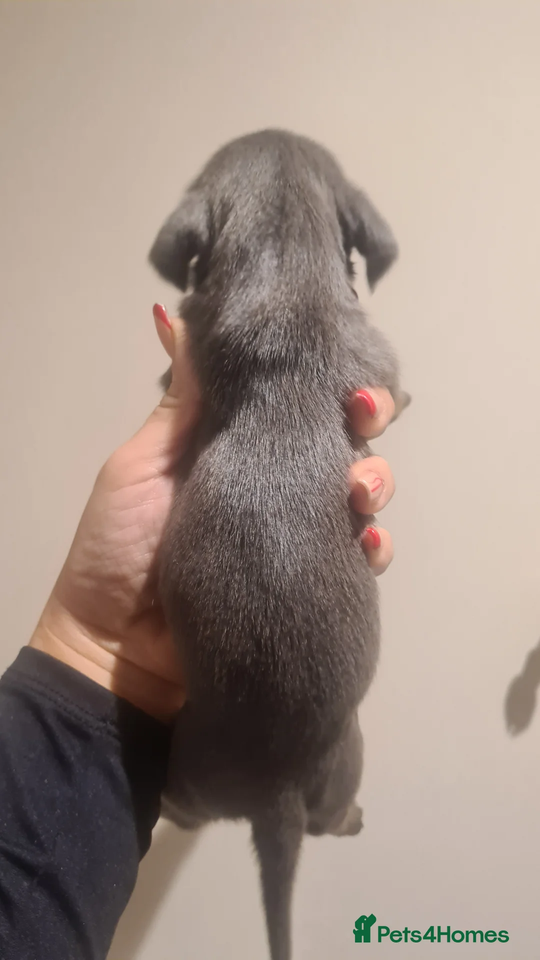 Miniature Dachshund dogs for sale: Beautiful bundle of boy mini daxies 5 boys left  - Advert 15