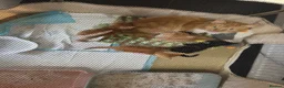 Mixed Breed cats for sale: 5 beautiful kittens  - Advert 6