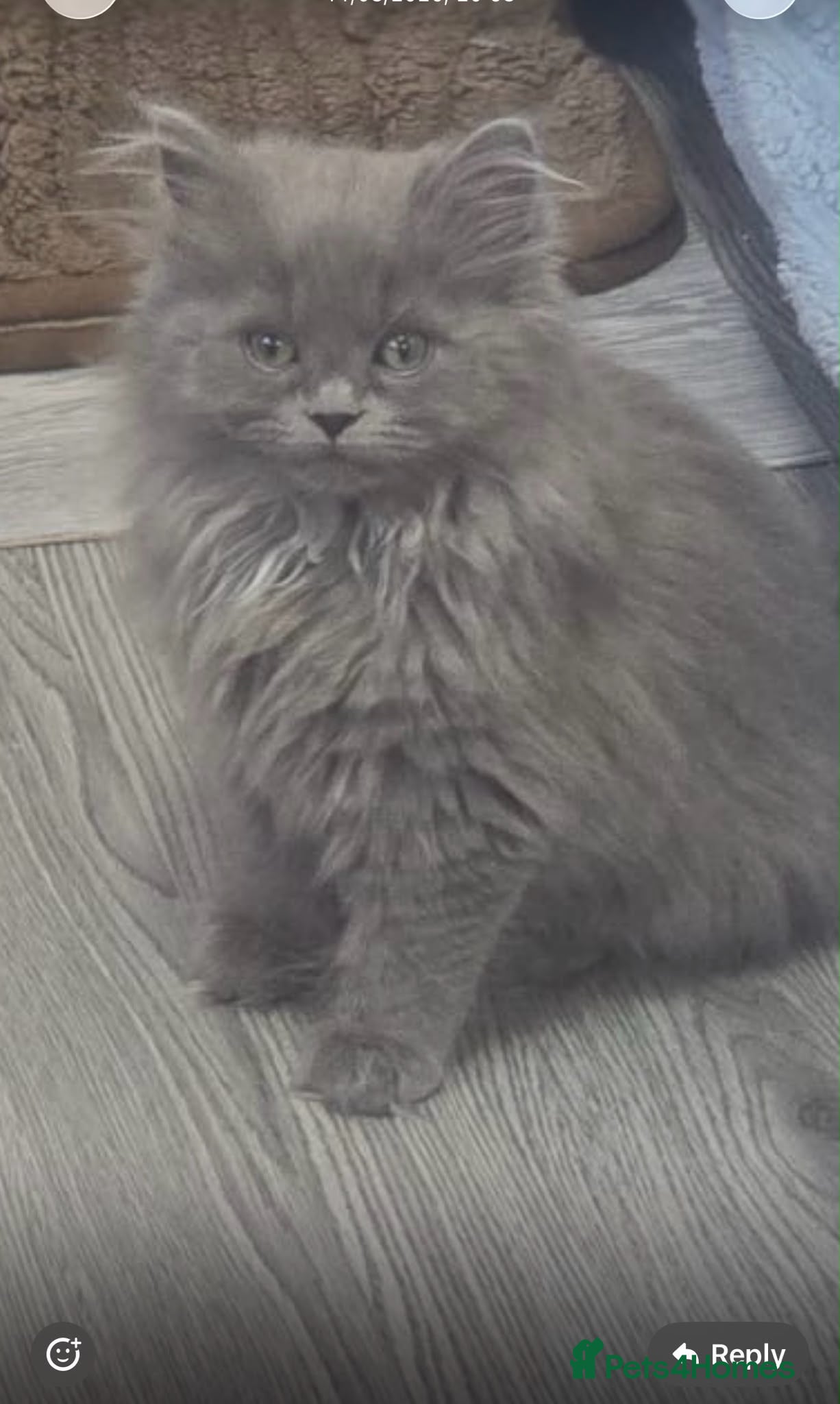Persian cats Adorable blue Persian girl ready now  - Advert 4