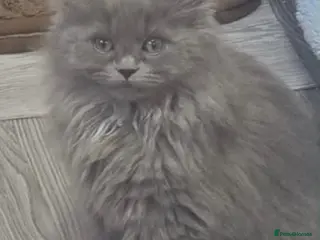 Persian cats Adorable blue Persian girl ready now - Advert 3