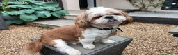 Shih Tzu dogs for sale: Shih tzu puppy's  in Peterborough - Advert 7