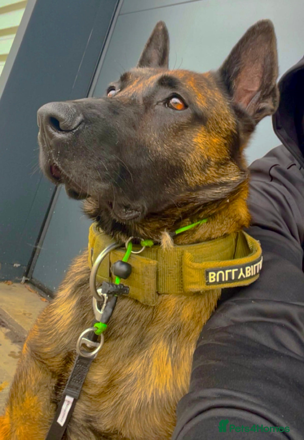 Mixed Breed dogs Doggo - Advert 5