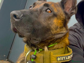 Mixed Breed dogs Doggo - Advert 3