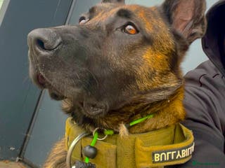 Mixed Breed dogs Doggo - Advert 16