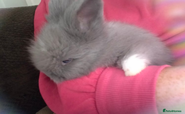 Lionhead rabbits - Advert 2