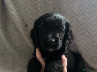 Cocker Spaniel dogs Working cocker spaniel puppies - Advert 2