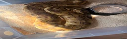 Snake reptiles for sale: Beautiful female royal python for sale  - Advert 6