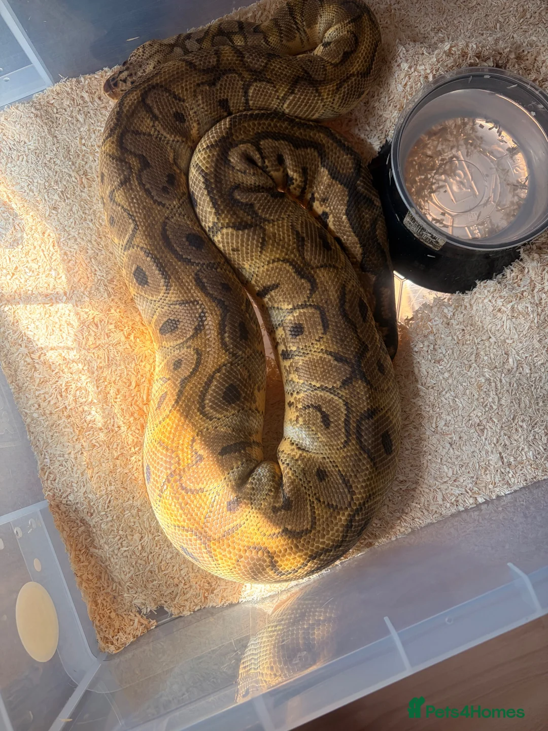 Snake reptiles for sale: Beautiful female royal python for sale  - Advert 6
