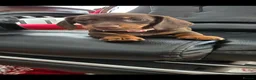 Miniature Dachshund dogs for sale: Miniature dachshund - Advert 4