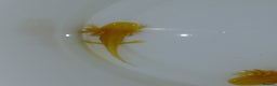 Other/Mixed Breed fish for sale: Axolotls babies gold and copper  - Advert 4
