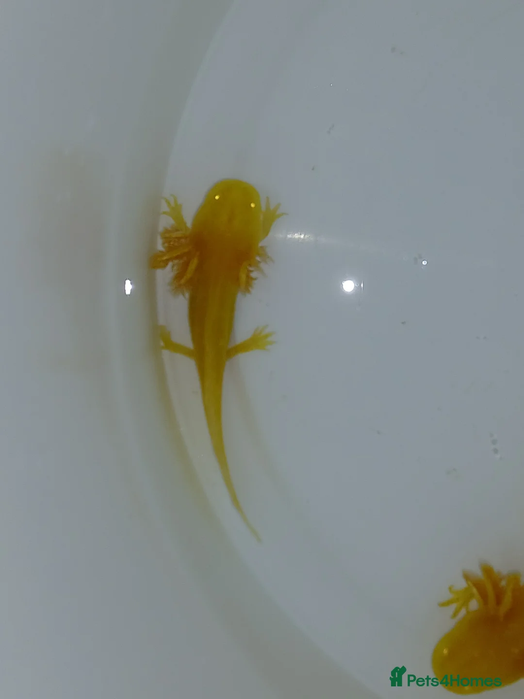 Other/Mixed Breed fish for sale: Axolotls babies gold and copper  - Advert 5