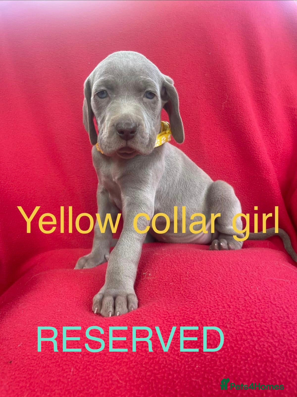 Weimaraner dogs KC Registered Weimaraner puppies for sale - Advert 2