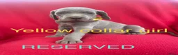 Weimaraner dogs for sale: KC Registered Weimaraner puppies for sale - Advert 16