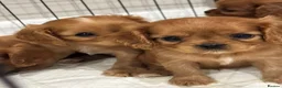 Cavalier King Charles Spaniel dogs for sale: KC registered Cavalier King Charles Spaniels  - Advert 4