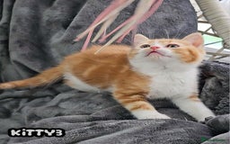 British Shorthair cats for sale: Adorable Kittens Ready For New Home-Left One - Image 9