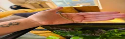 Stick Insects invertebrates for sale: Indian Stick Insects with or without Enclosure  in Sunderland - Advert 3