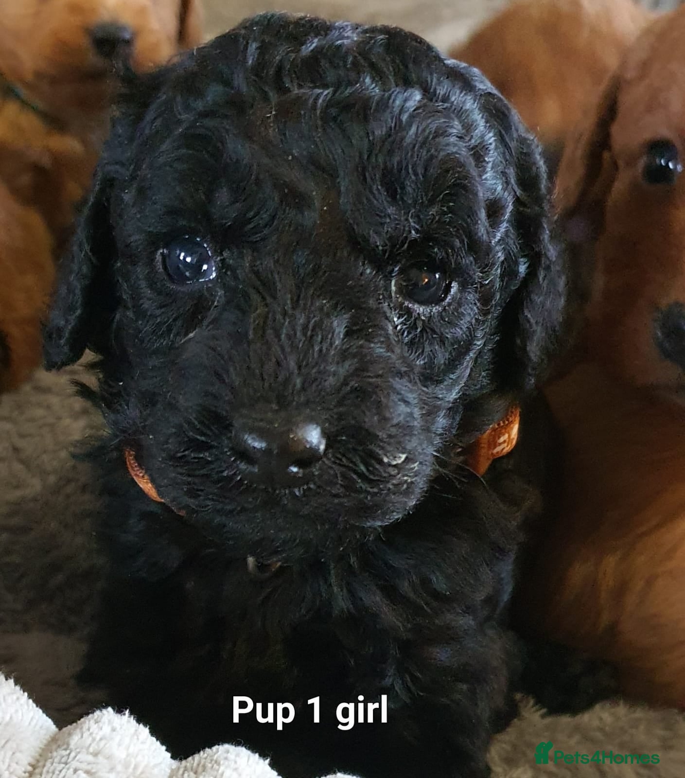 Labradoodle dogs F1B Miniature Labradoodles - Advert 2