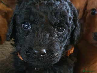 Labradoodle dogs F1B Miniature Labradoodles - Advert 6