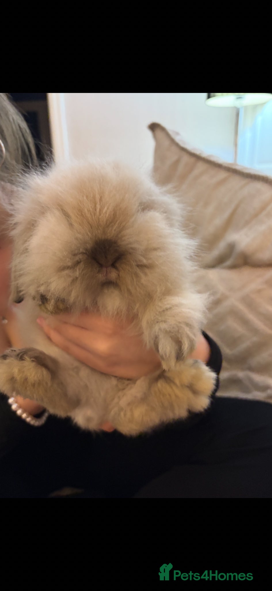 Mini Lion Lop rabbits for sale: Fluffy double mane mini lion lop bunny rabbits - Advert 3