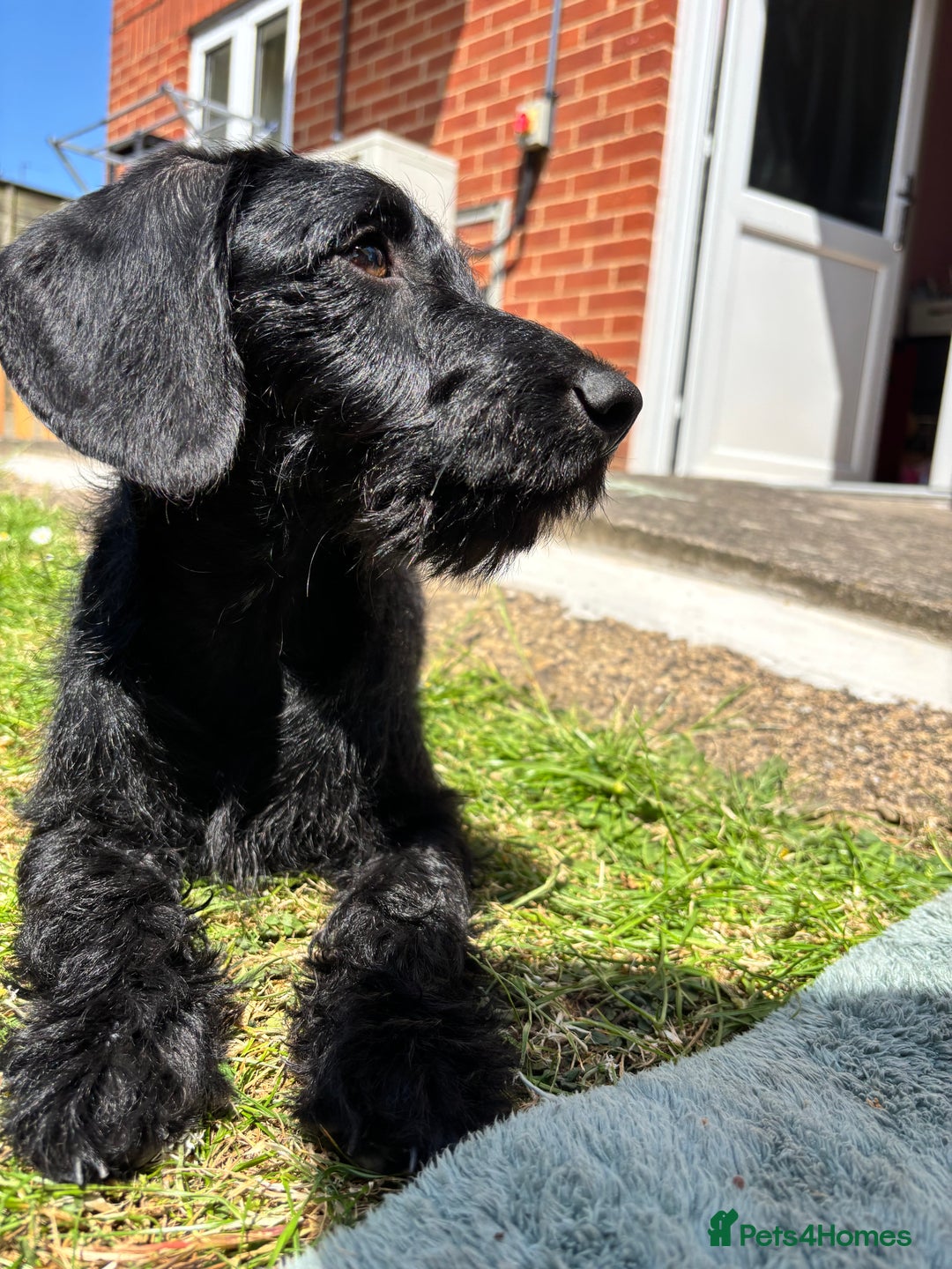 Mixed Breed dogs for sale: Smart boy hulk needs a new home  - Image 1