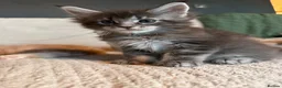 Maine Coon cats for sale: Maine Coon kittens from champion lines  - Advert 24
