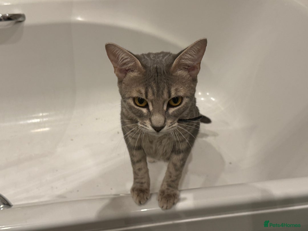 Bengal cats for sale: Sibling Bengals for Sale - Image 3