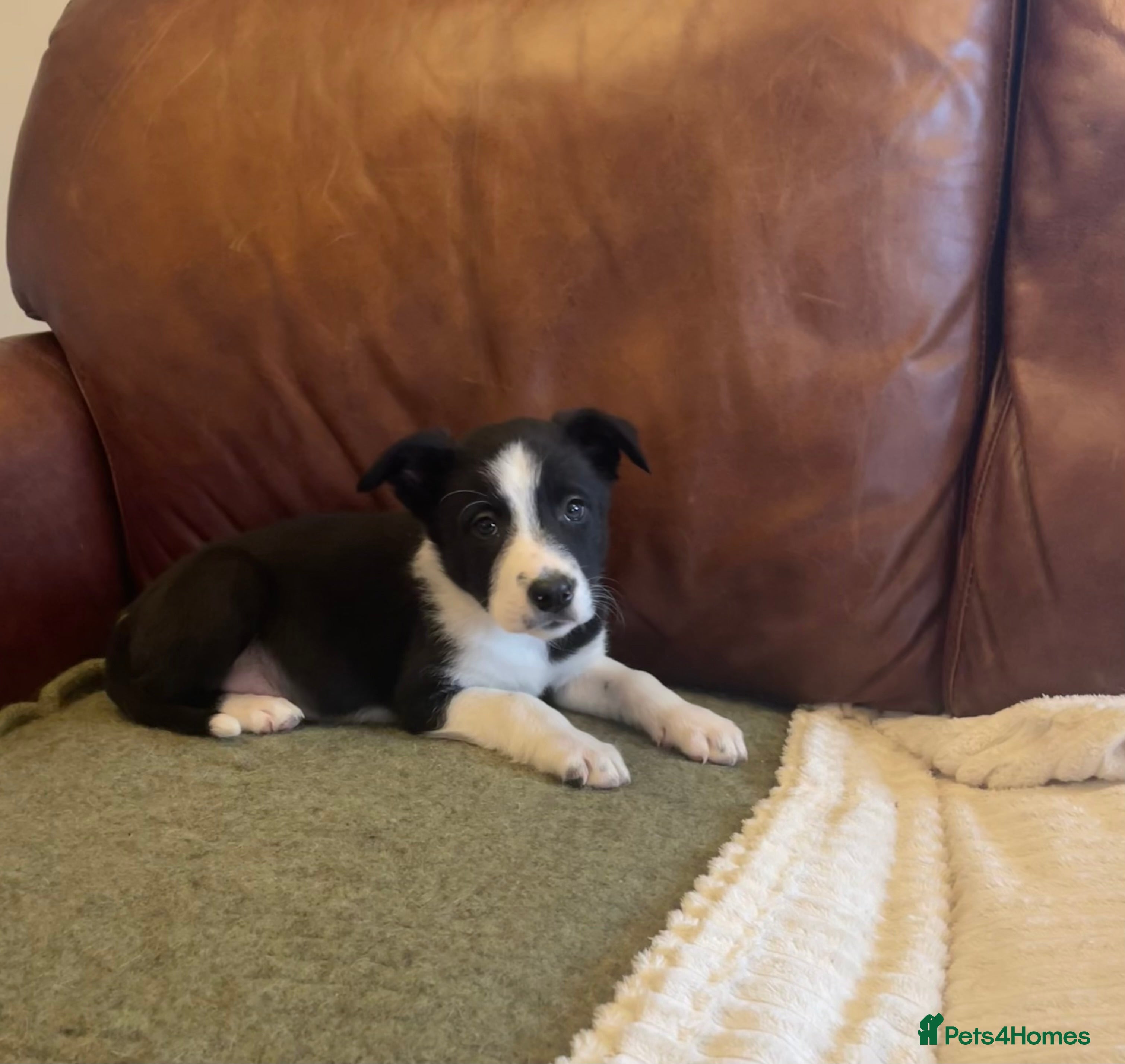 Mixed Breed dogs A stunning litter of collie x Kelpie  - Advert 7