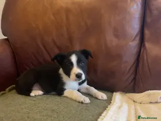 Mixed Breed dogs A stunning litter of collie x Kelpie - Advert 7