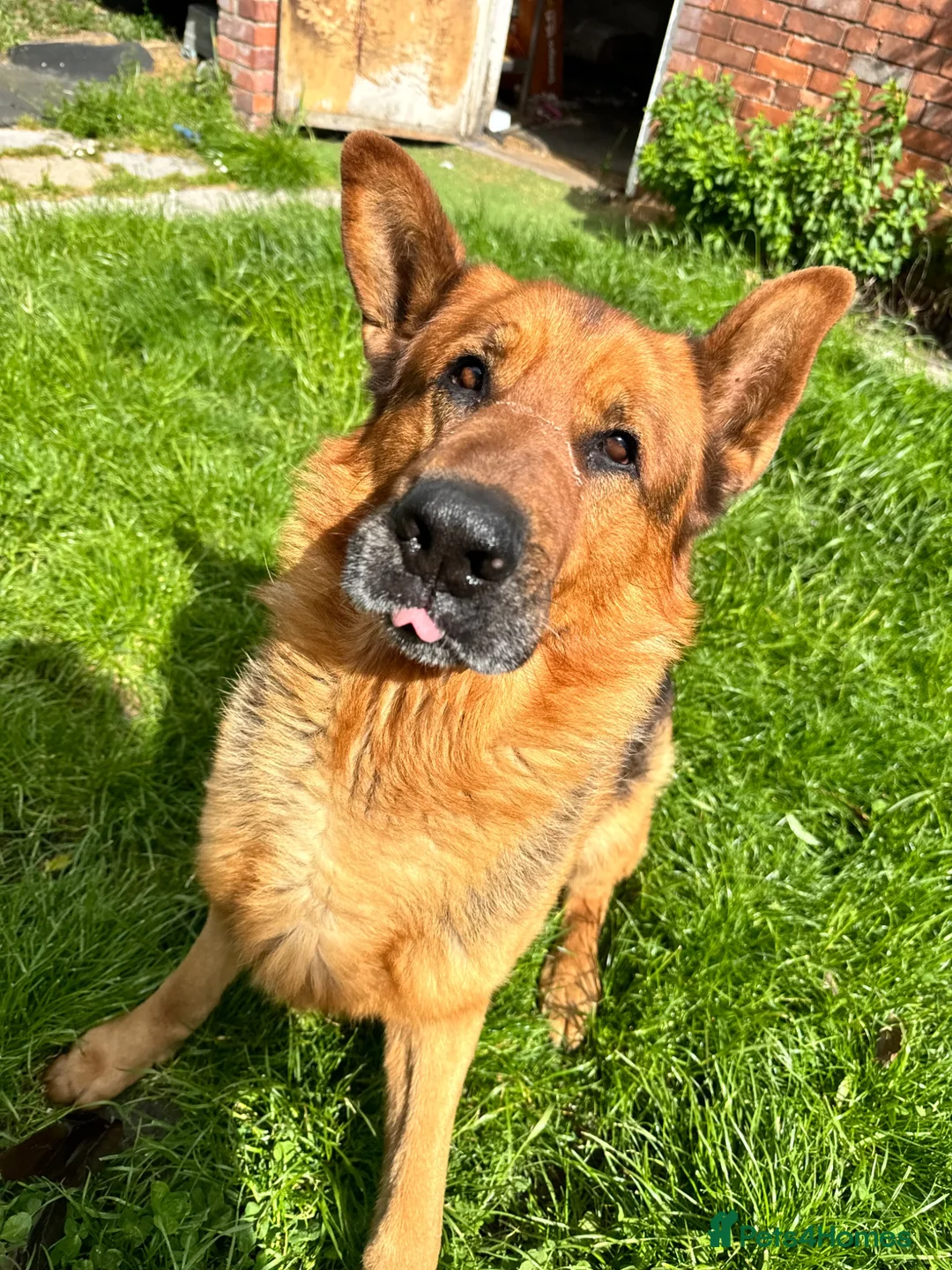 German Shepherd dogs for sale:  German Shepherd Male in search of 5* rural home - Advert 2