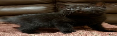 Mixed Breed Kitten 2
