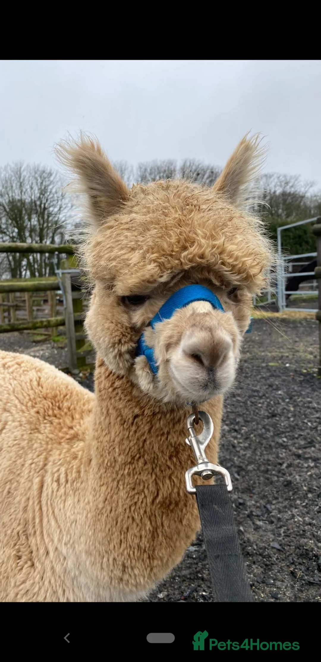 Alpaca livestock for sale: Male Alpacas in Wolverhampton - Advert 1