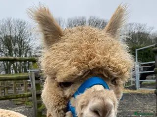 Alpaca livestock Male Alpacas - Advert 1