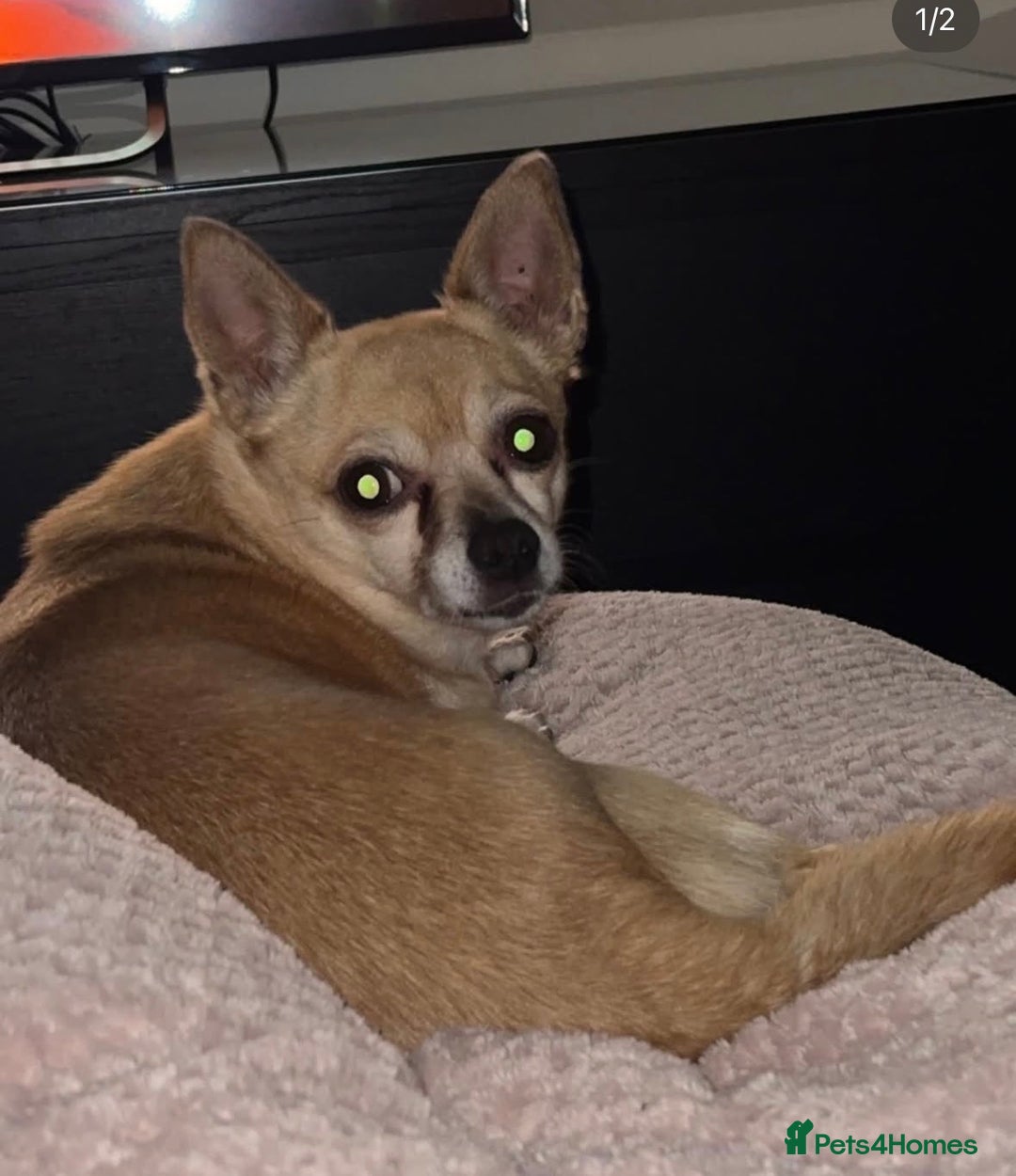 Chihuahua dogs for sale: Chihuaha for rehoming  - Advert 2