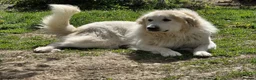Pyrenean Mountain Dog dogs for sale: Home Bred Litter in Winchester - Advert 1