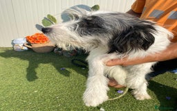 Mixed Breed dogs for adoption: Beautiful & Gentle KATALYA - for a Loving Home - Image 2