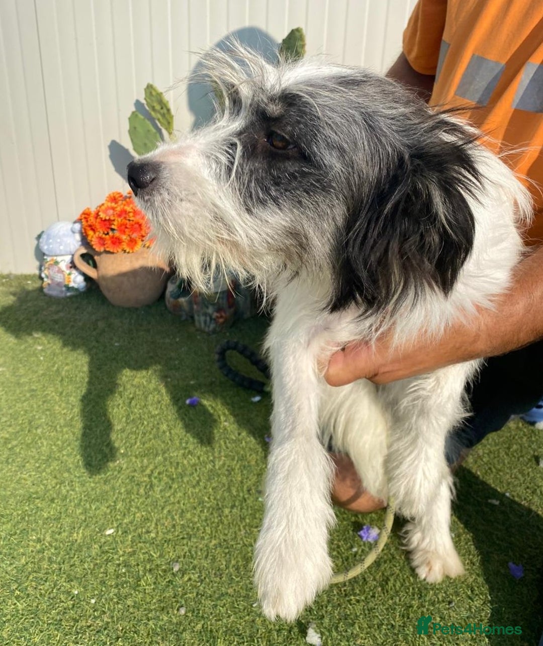 Mixed Breed dogs for adoption: Beautiful & Gentle KATALYA - for a Loving Home - Image 2