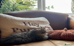 Persian cats for sale: Beautiful Pedigree Persians  - Image 9