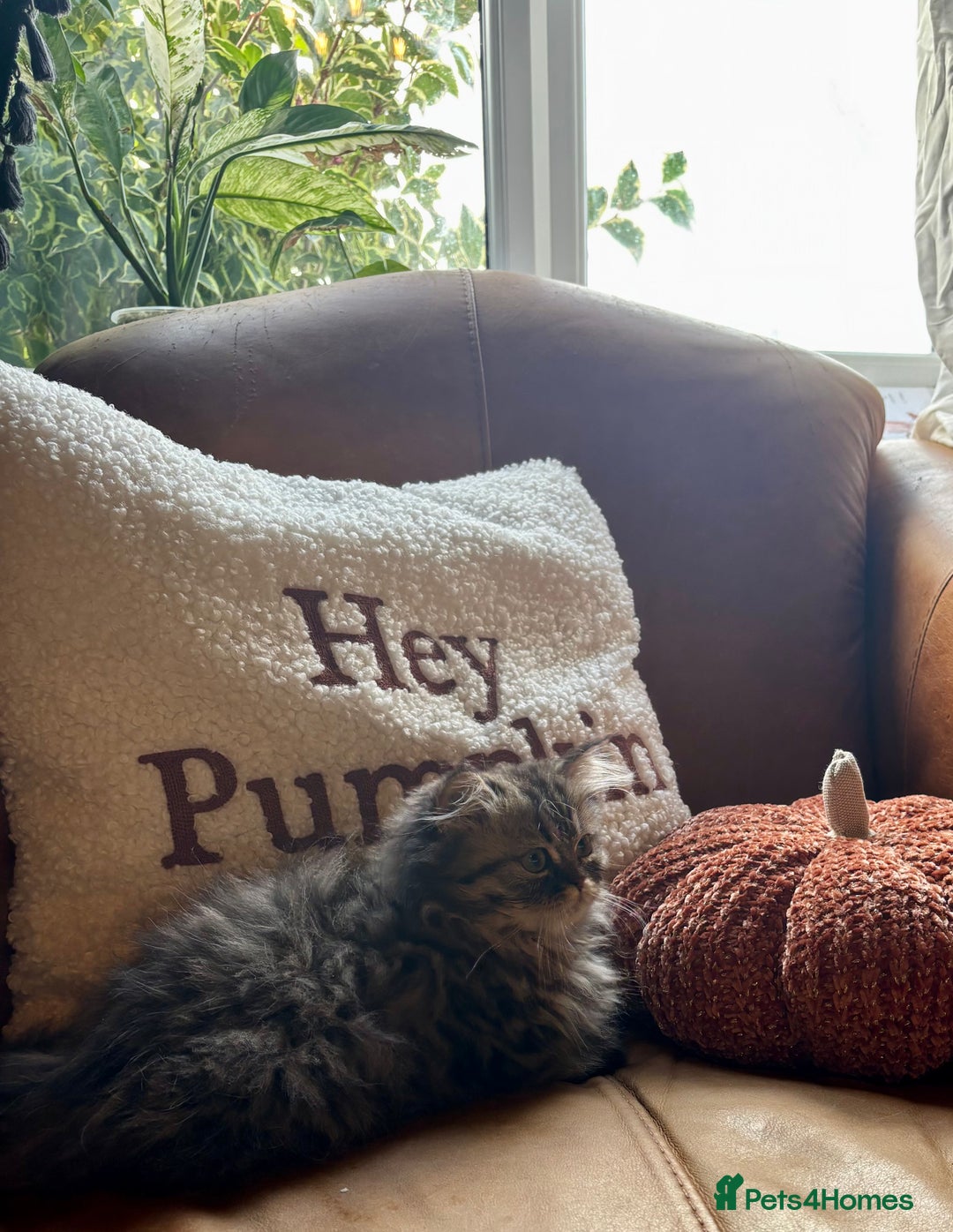 Persian cats for sale: Beautiful Pedigree Persians  - Image 9