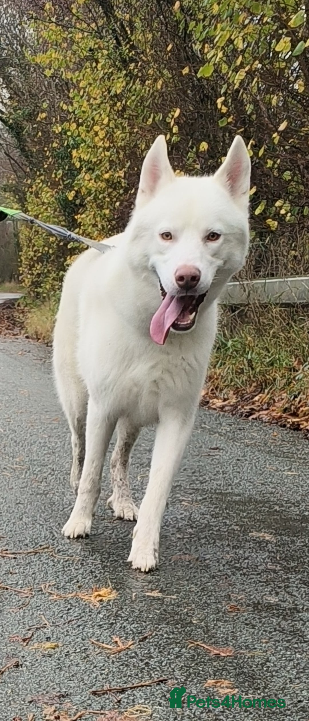 Siberian Husky dogs for stud: White Siberian Husky in Birmingham - Advert 1