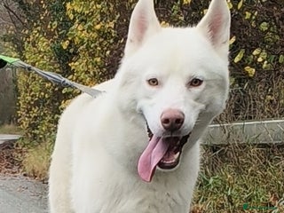 Siberian Husky dogs White Siberian Husky in Birmingham - Advert 10