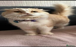 Scottish Fold cats for sale: !4 LEFT! BEAUTIFUL SCOTTISH FOLDS FOR SALE - Image 9