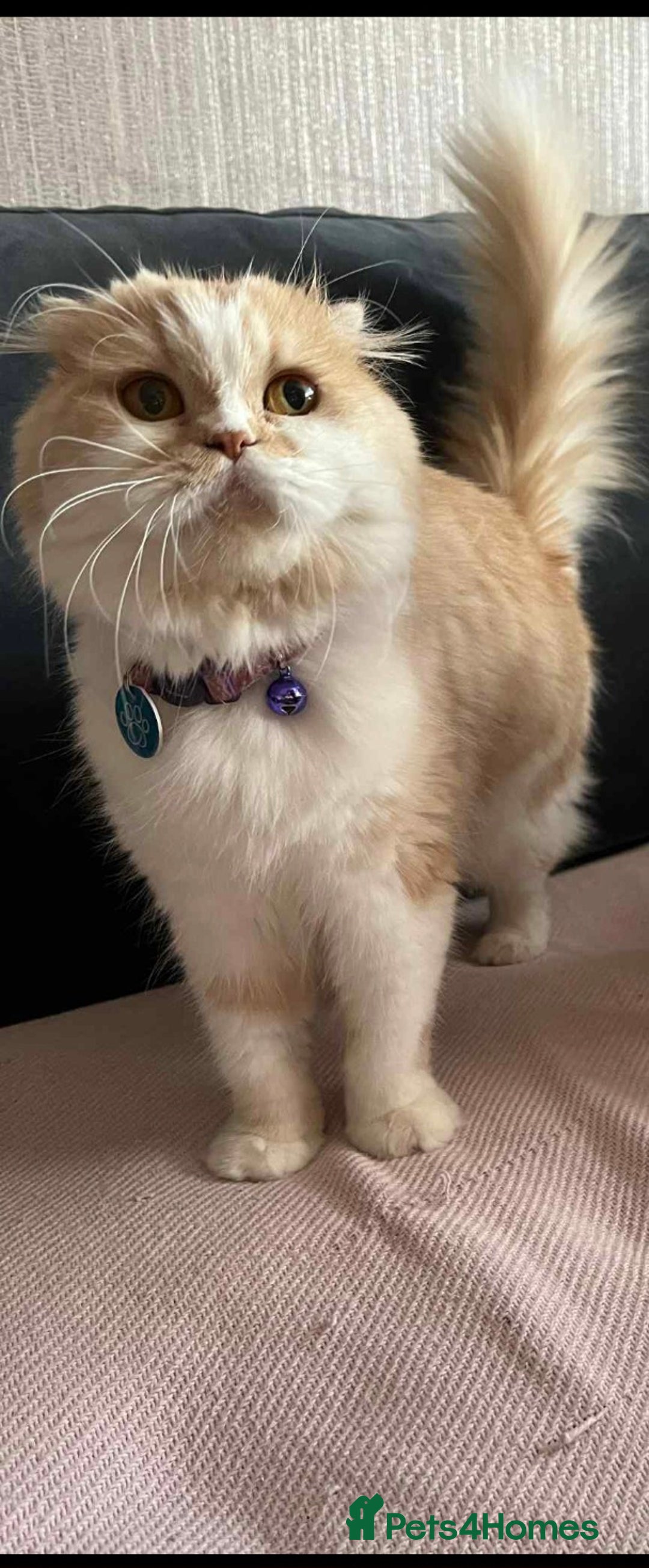 Scottish Fold cats for sale: !4 LEFT! BEAUTIFUL SCOTTISH FOLDS FOR SALE - Image 9