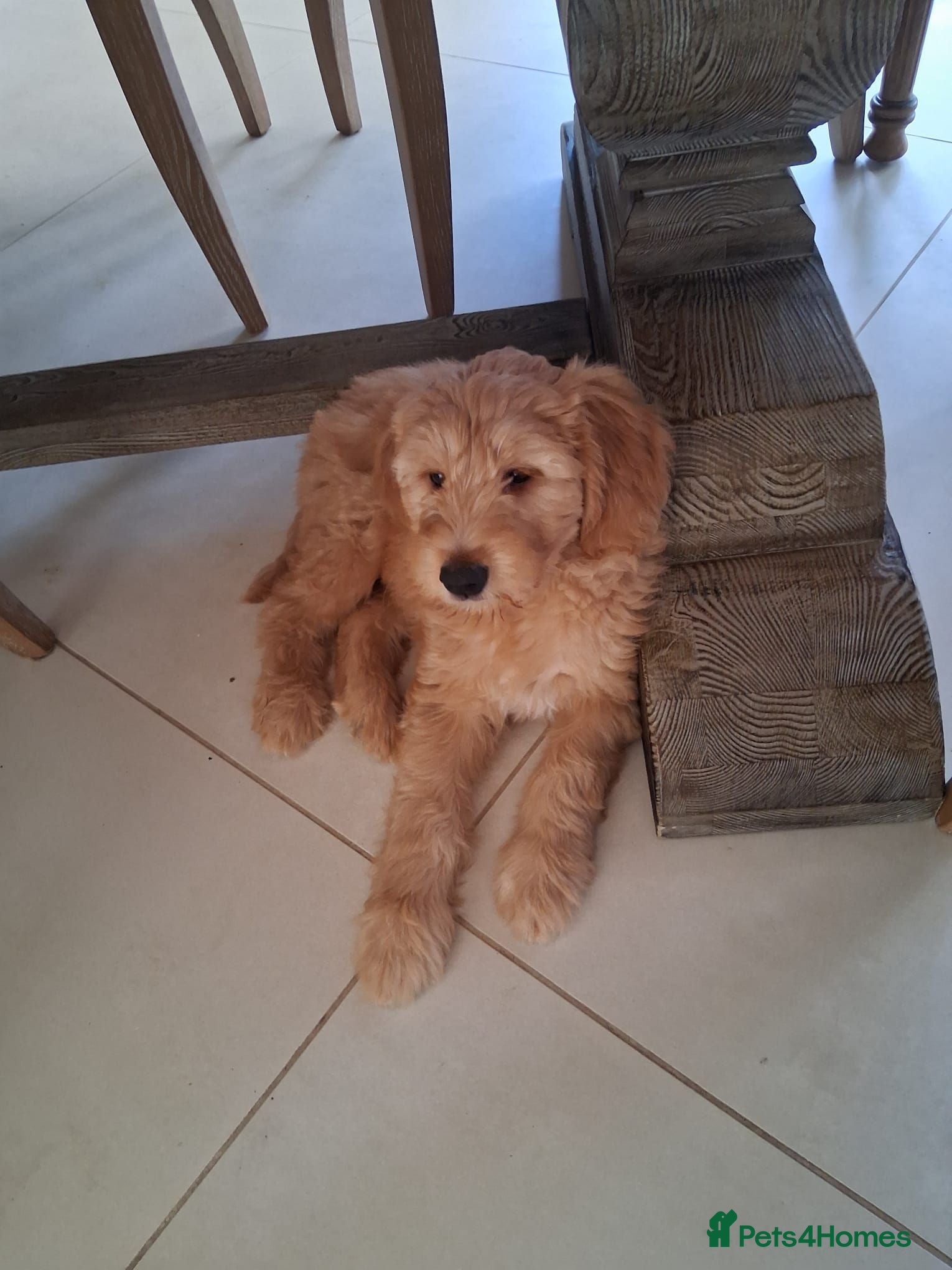 Goldendoodle dogs Multigen Double Doodle - Advert 2