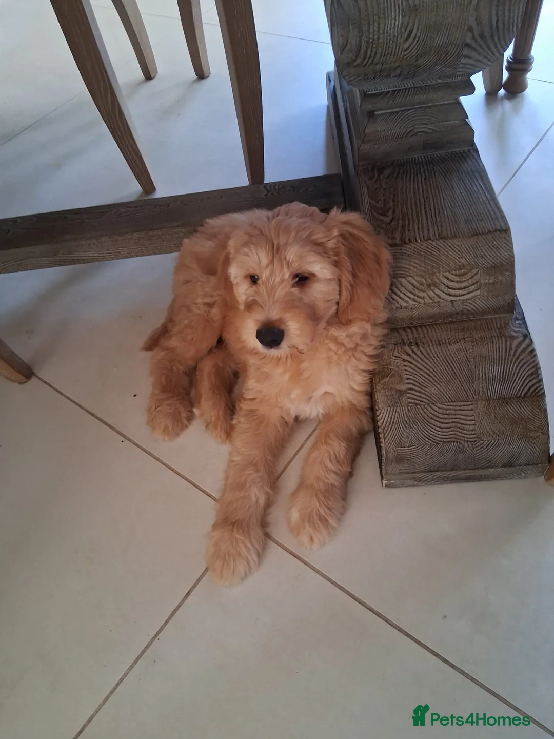 Goldendoodle dogs for sale: Multigen Double Doodle - Advert 2