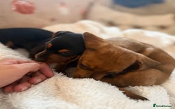 Miniature Dachshund dogs for sale: Top quality Miniature dachshund puppies. - Image 3